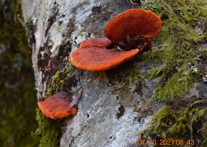 Pycnoporus cinnabarinus.JPG