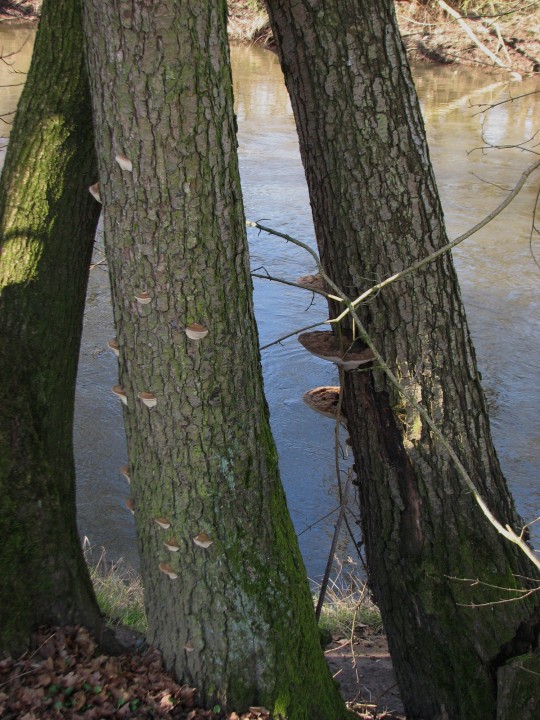 Ganoderma adspersum.jpg