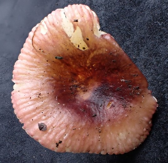 Russula 02.jpg