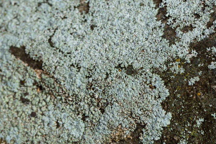 Lichen-2.jpg