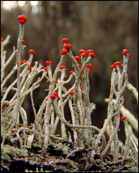 cladonia-macilenta TREKNATURE.jpg